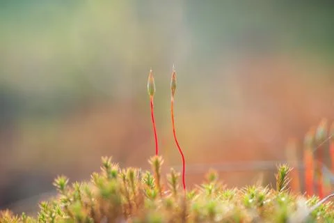 Macro photo of moss in spring forest with beautiful bokeh Stock Photos