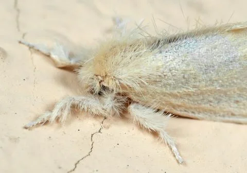 Macro Photo of Moth on The Floor Stock Photos