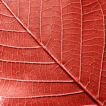 Macro photo of natural pattern of leaf with veins. Creative background for your Stock Photos