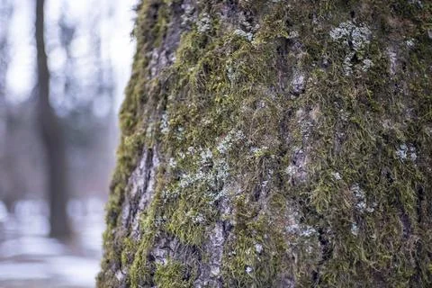 Macro photo of a part of a tree Stock Photos