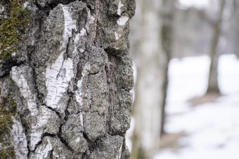 Macro photo of a part of a tree Stock Photos