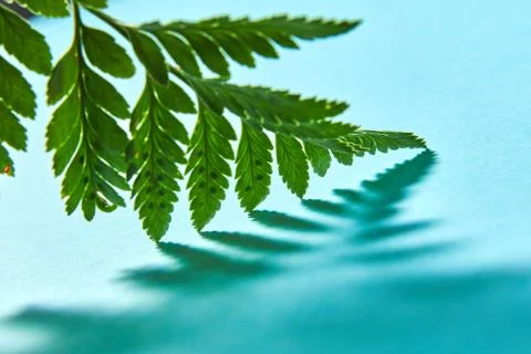 Macro photo pattern from the shadows of a green leaf fern on a blue background Stock Photos