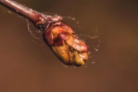 Macro photo Stock Photos