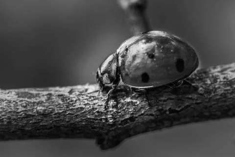 Macro photo Stock Photos
