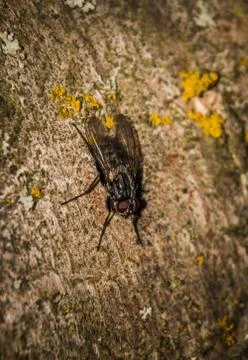 Macro photo Stock Photos