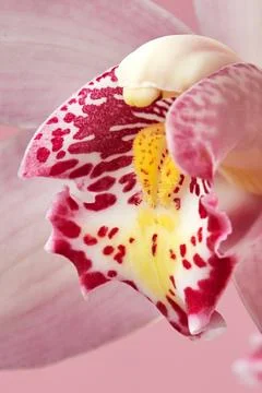 Macro photo of a pink orchid with a pattern on the petals. Beautiful natura.. 스톡 사진