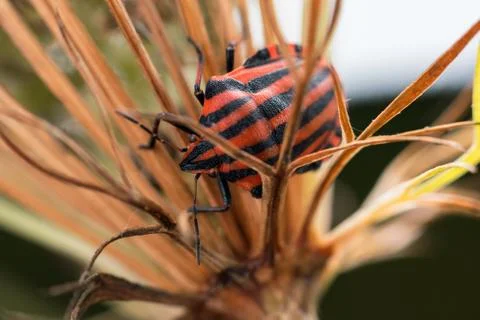 A macro photo of a pretty red bug Stock Photos