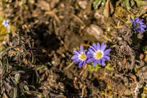 Macro photo of a purple and withe wild flower Stock Photos