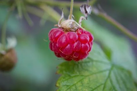 Macro photo of raspberry Stock Photos