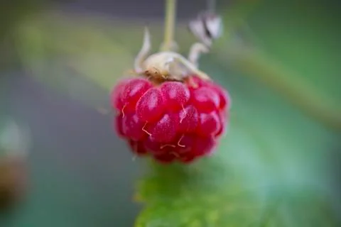 Macro photo of raspberry Stock Photos