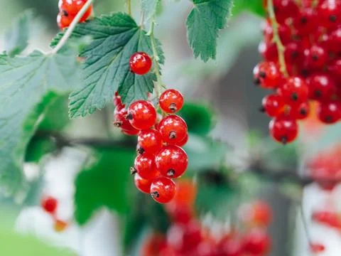 Macro photo of a red currant in the garden Stock Photos