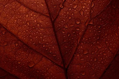 Macro photo of red fall leaf with raindrops. Autumn leaves texture backgrou.. Stock Photos