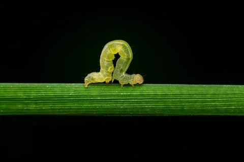 Macro photo of Rice leaf folder caterpillar walking on the rice leaf Stock Photos