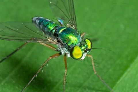 Macro Photo of Robber Fly on Green Leaf Stockfoto's