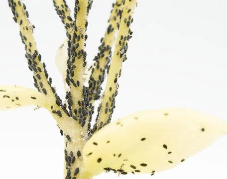 Macro photo, selective focus on small aphids on a plant Foto stock