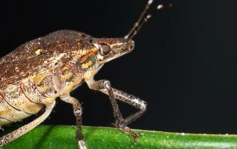 Macro Photo of Shield Bug on The Edge of The Leaf Photos