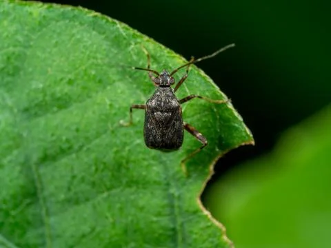 Macro Photo of Shield Bug on Green Leaf Stock Photos