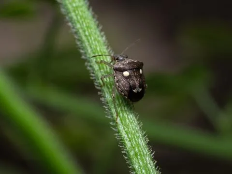 Macro Photo of Shield Bug Perched on The Branch of Plant Photos