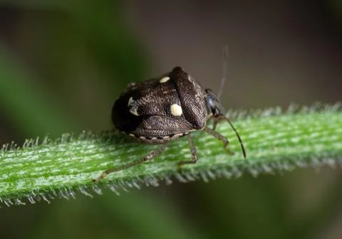 Macro Photo of Shield Bug Perched on The Branch of Plant Stock Photos