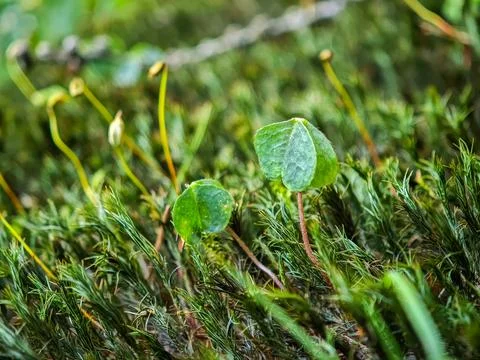 Macro photo of a single clover leaf growing among dense green moss Stock Photos