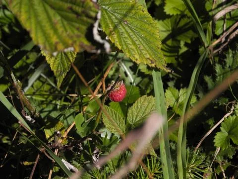 Macro photo of single one berry of wild mellow raspberry in the forest. Stock Photos