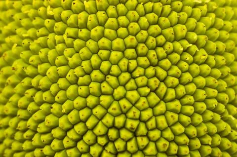 Macro photo of the skin surface pattern of young jackfruit. Background patt.. Stock Photos