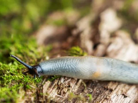 Macro photo of a slug in forest. Shell-less terrestrial gastropod mollusc on  Stock Photos