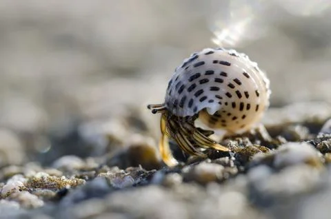 Macro photo of a small crab with shell Fotos de archivo