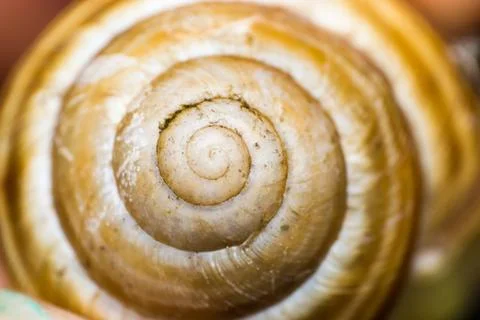 Macro photo of a snail shell Foto stock