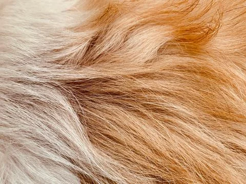 Macro Photo Soft White Red Gold Shih Tzu Dog Fur Texture Stock Photos