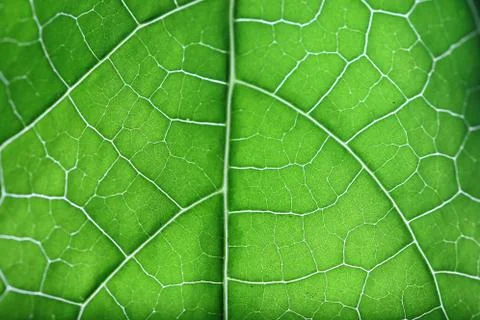 Macro photo of structure of green leaf Stock Photos