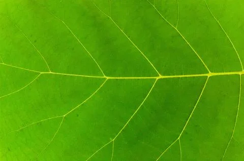 Macro photo of teak leaf texture. Tectona grandis L.f. Stock Photos