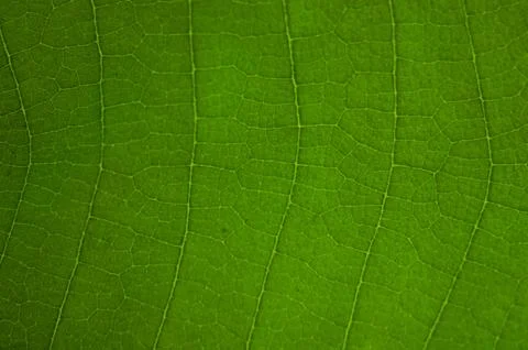 Macro photo of teak leaf texture. Tectona grandis L.f. Stock Photos