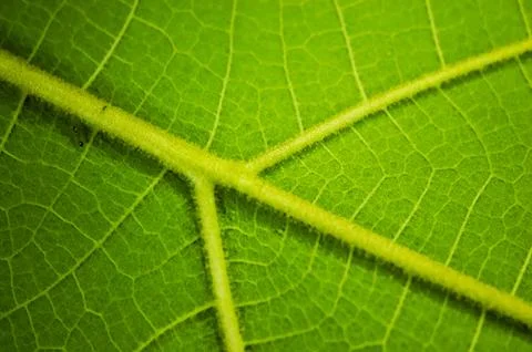 Macro photo of teak leaf texture. Tectona grandis L.f. Stock Photos