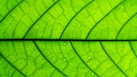 Macro photo of the texture of a cocoa tree leaf. Stock Photos