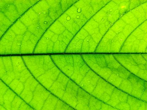 Macro photo of the texture of a cocoa tree leaf. Stock-Fotos