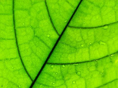 Macro photo of the texture of a cocoa tree leaf. Stock Photos