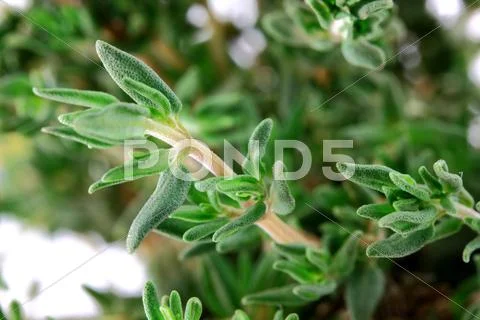 Macro photo of thyme leaves and stalk Stock Photos