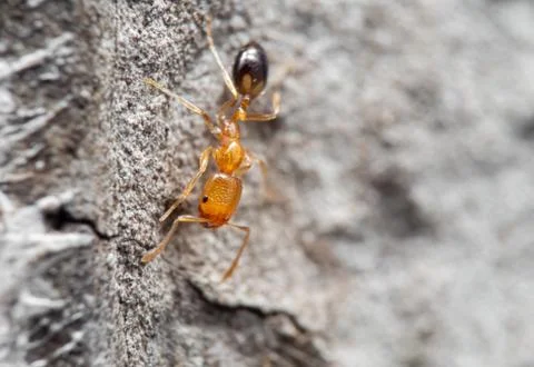 Macro Photo of Tiny Ant Running on The Wall Photos
