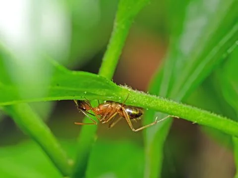 Macro Photo of Tiny Ant under Green Leaf Isolated on Nature Background Photos