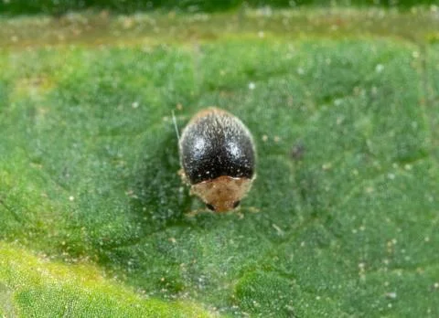 Macro Photo of Tiny Beetle on Green Leaf Stock Photos