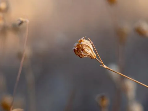 Macro photo of a tiny dry brown flower 写真素材