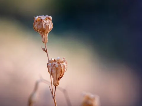 Macro photo of a tiny dry brown flower with unfocused natural background Stock Photos