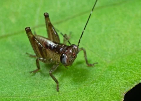 Macro Photo of Tiny Grasshopper on Green Leaf Photos