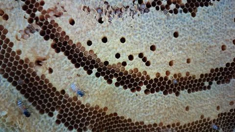 Macro photo of tiny honey bees on a natural honeycomb Stock Photos