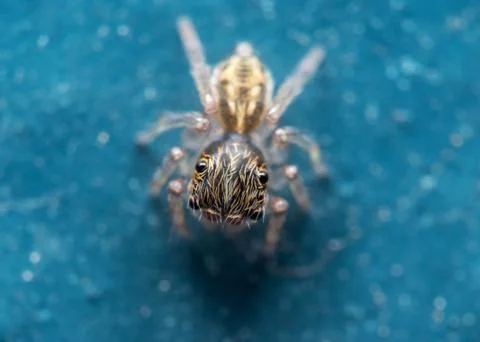 Macro Photo of Tiny Jumping Spider Isolated on Blue Floor Stockfoto's