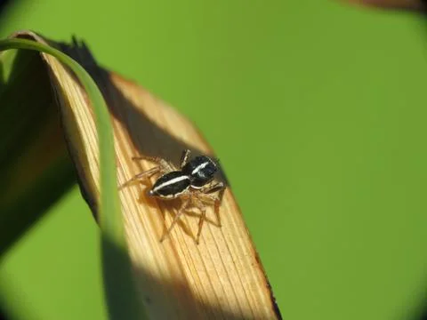Macro photo of tiny jumping spider. Stock Photos
