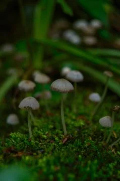 Macro photo of tiny mushrooms Stock Photos