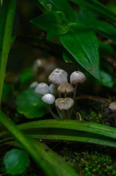 Macro photo of tiny mushrooms Stock Photos