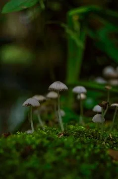 Macro photo of tiny mushrooms Stock Photos